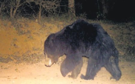 गांव में भालू के आने से गांव मे दहशत का माहौल बीते एक हफ्ते से अलग अलग  गांवों में भालू जाकर तहलका मचा रहा।