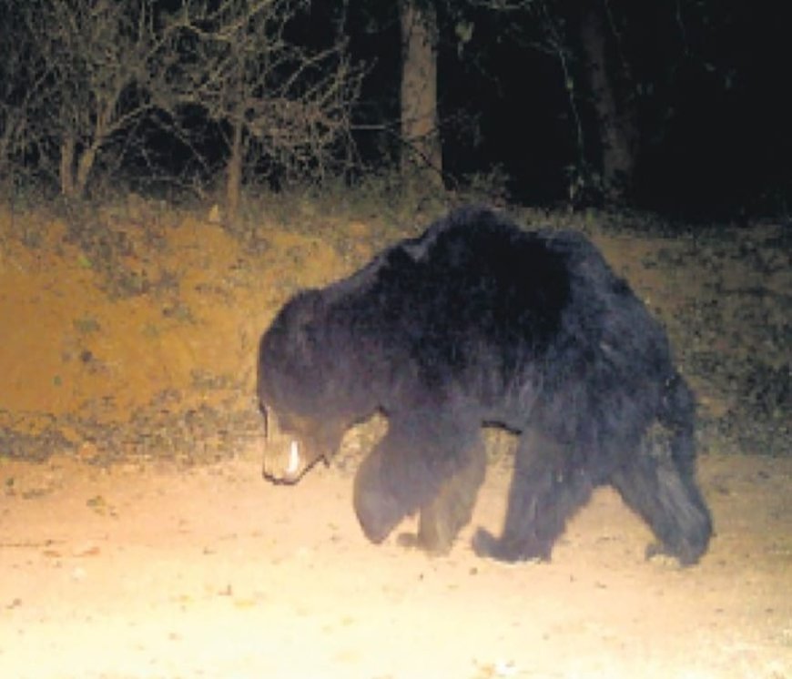 गांव में भालू के आने से गांव मे दहशत का माहौल बीते एक हफ्ते से अलग अलग  गांवों में भालू जाकर तहलका मचा रहा।