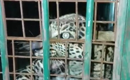 मुरादाबाद थाना छजलैट के गांव अन्यारी में एक तेंदुआ कई हफ्तों से कर रहा था गांव वालों को परेशान, कई बार वन विभाग की टीम को ज्ञापन दिया गया,जब जाके ( Forest Department ) ने संज्ञान लिया उस ख़ुखार तेंदुआ को पकड़ लिया
