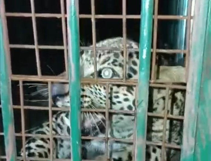 मुरादाबाद थाना छजलैट के गांव अन्यारी में एक तेंदुआ कई हफ्तों से कर रहा था गांव वालों को परेशान, कई बार वन विभाग की टीम को ज्ञापन दिया गया,जब जाके ( Forest Department ) ने संज्ञान लिया उस ख़ुखार तेंदुआ को पकड़ लिया