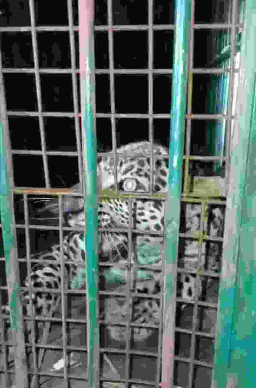 मुरादाबाद थाना छजलैट के गांव अन्यारी में एक तेंदुआ कई हफ्तों से कर रहा था गांव वालों को परेशान, कई बार वन विभाग की टीम को ज्ञापन दिया गया,जब जाके ( Forest Department ) ने संज्ञान लिया उस ख़ुखार तेंदुआ को पकड़ लिया